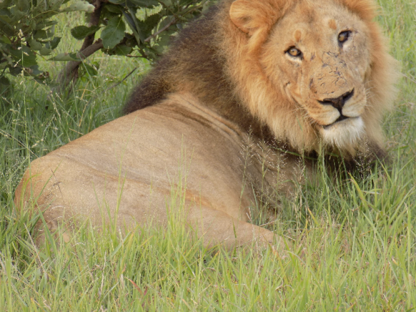 lion