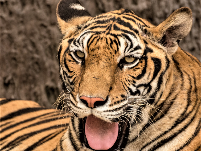 Ranthambore Rajasthan