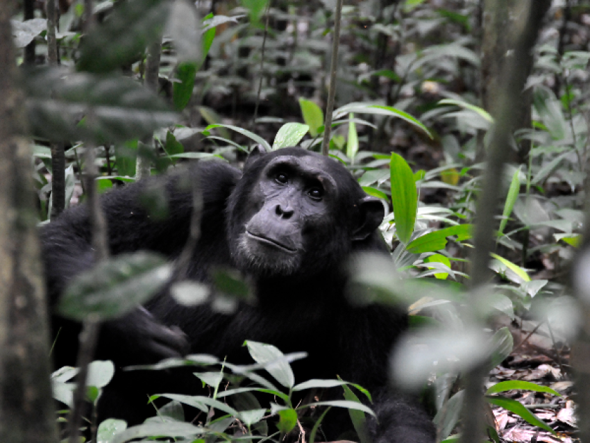 chimpanzés 2