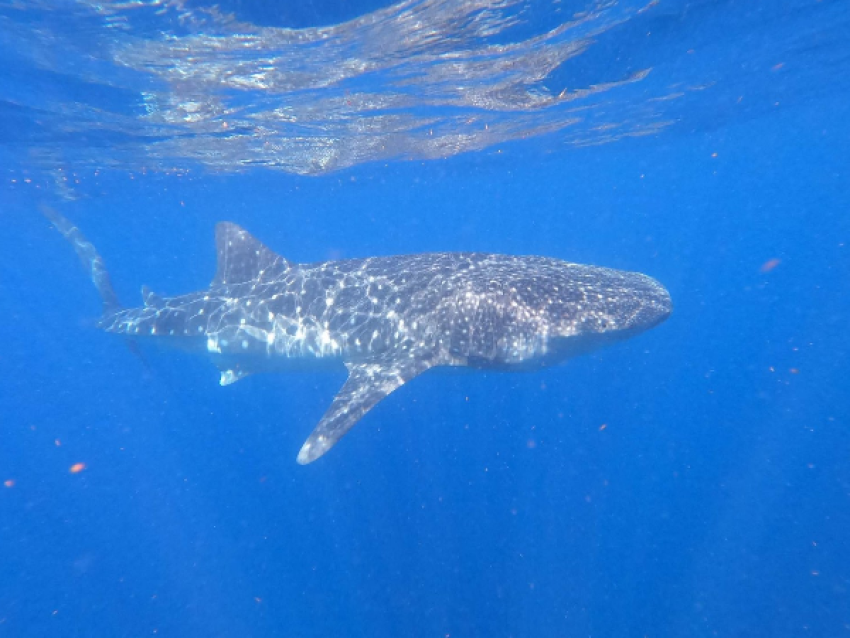 Le requin baleine