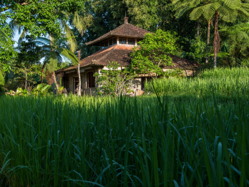 Rizières de Tabanan