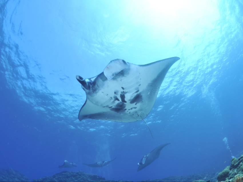 Snorkeling avec les raies manta