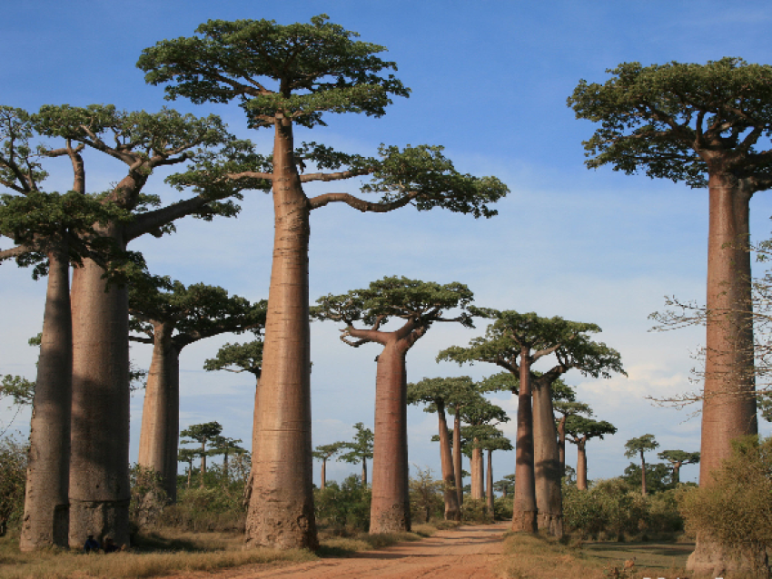 Baobabs géants de l' Ouest de l' île