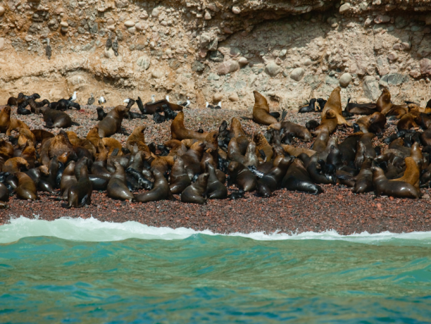 Réserve nationale de Paracas - Voyage au Pérou