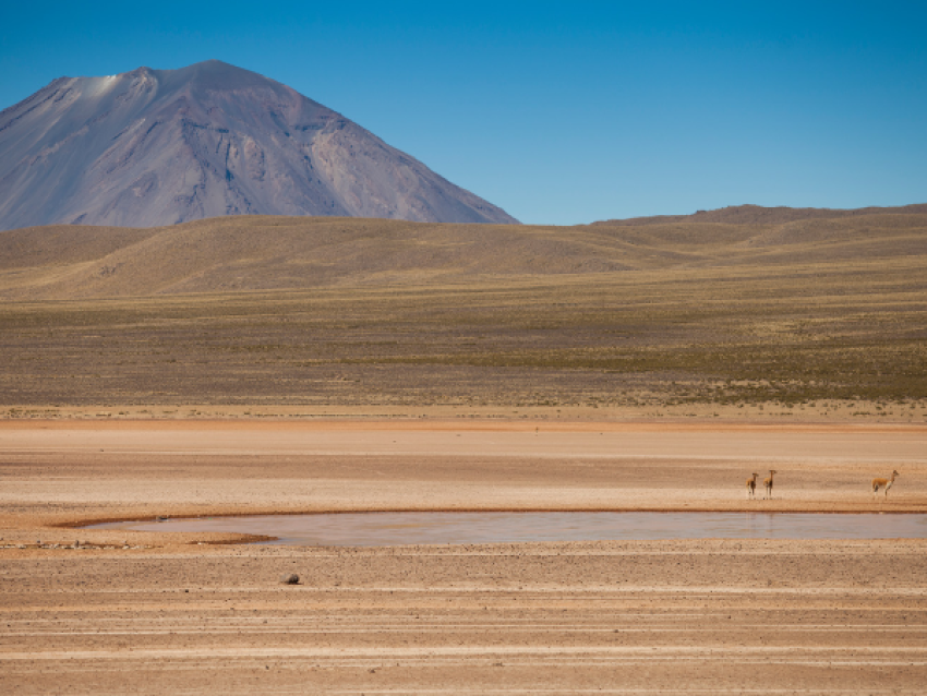 Réserve nationale Salinas et Aguada Blanca - Voyage au Pérou