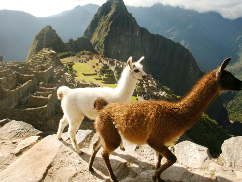 Les lamas du Machu Picchu - Voyage au Pérou