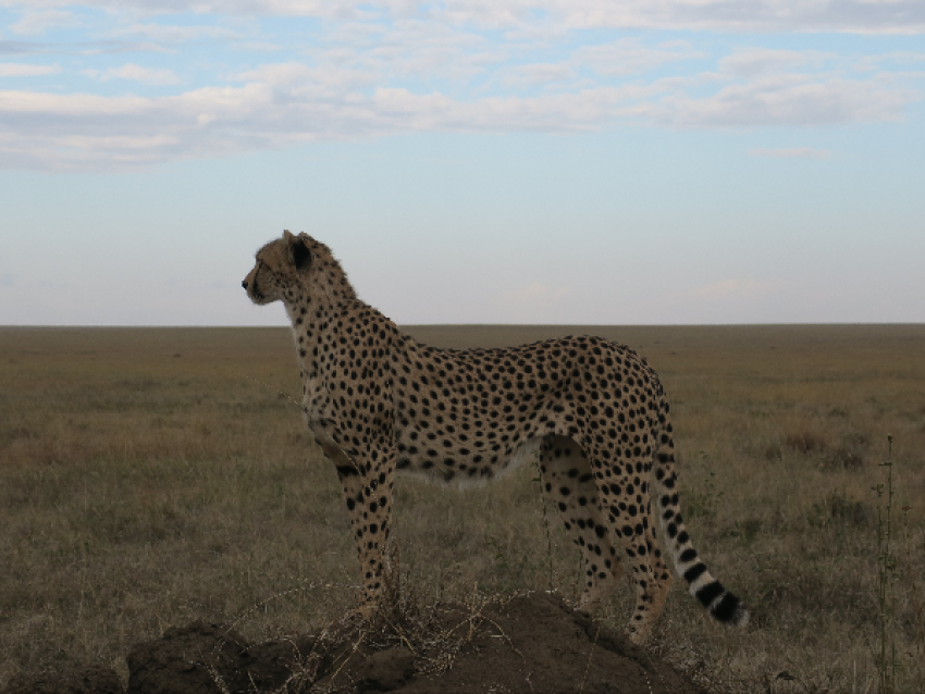 Guépard
