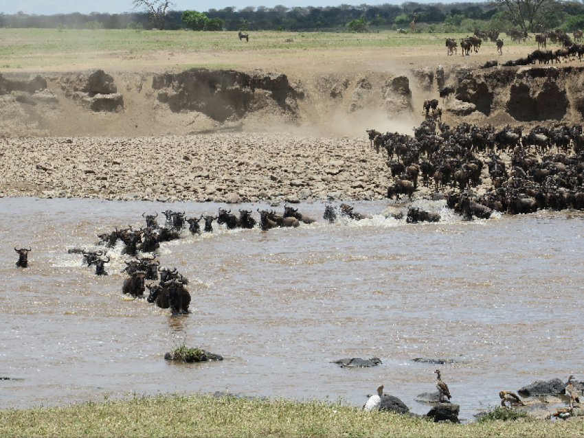 Traversée de Widbeest