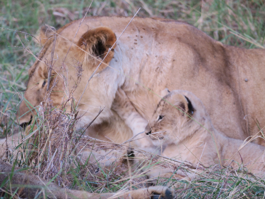 Lionne et l'ub au cratère du Ngorongoro