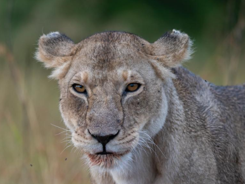 Lion dans le Serengeti