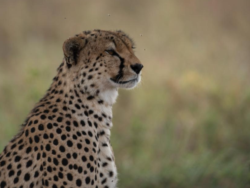 Guépard dans le Tarangire