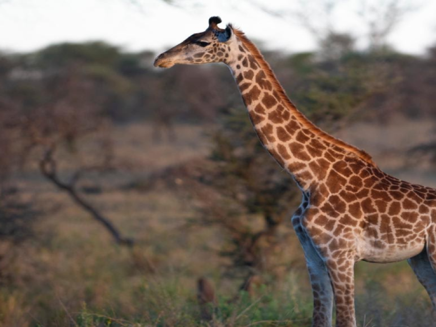 Girrafe