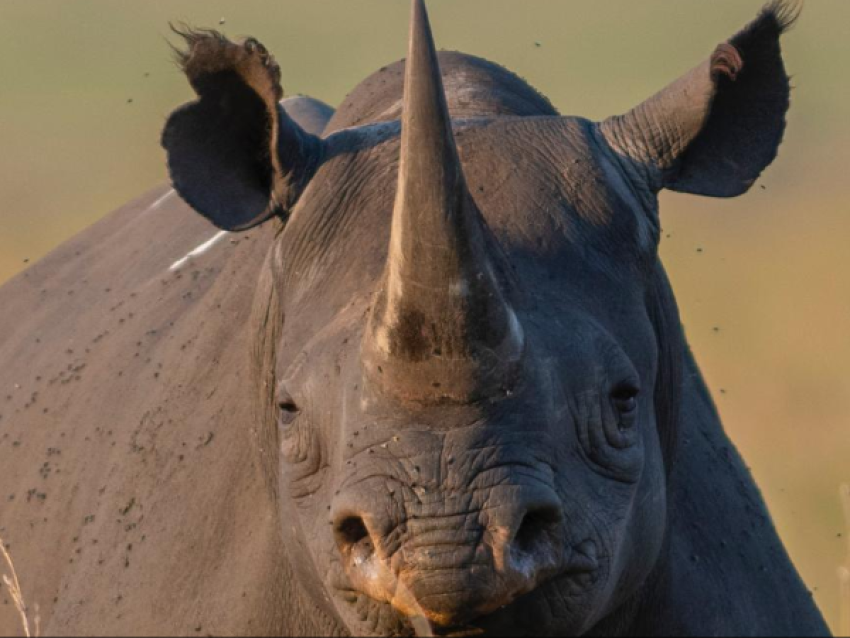 Rhino