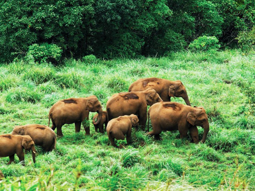 Periyar