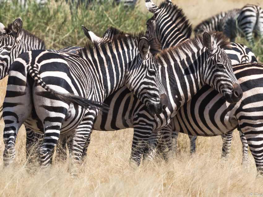 zèbres dans le serengeti