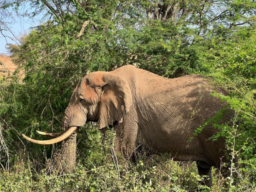 Éléphant