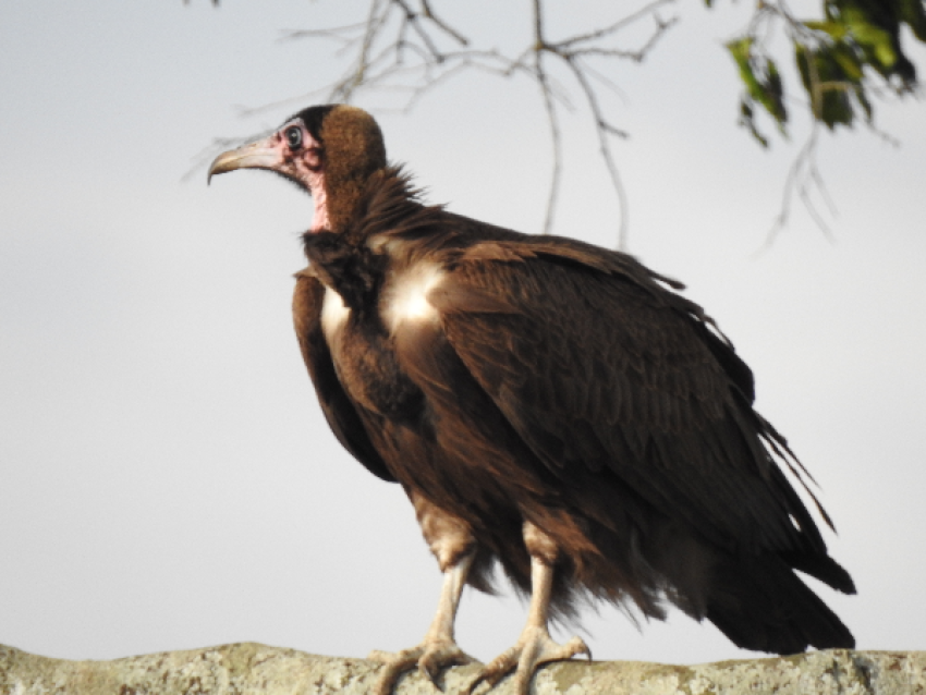 Vautour