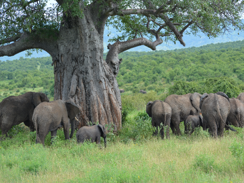 Eléphant à l'arbre Baobab