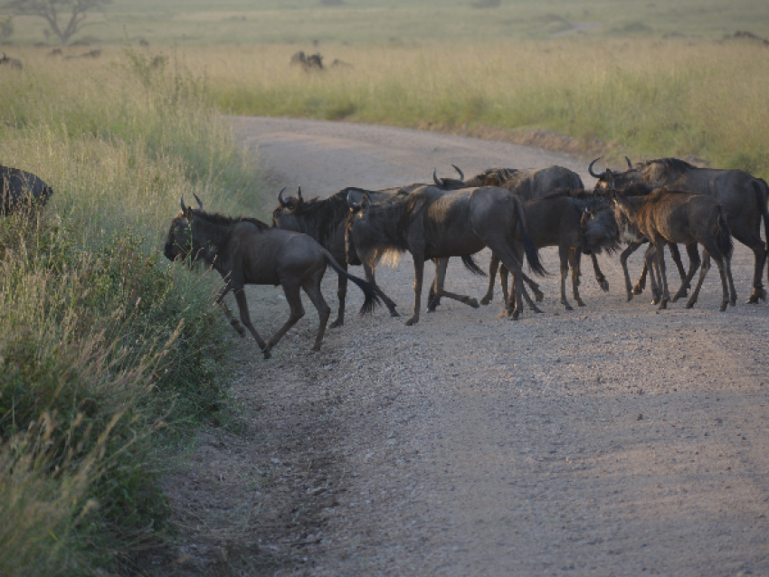 Traversée de la route du gibier
