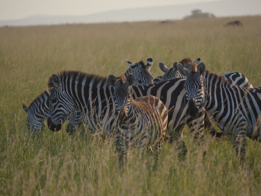 Zèbres au Serengeti
