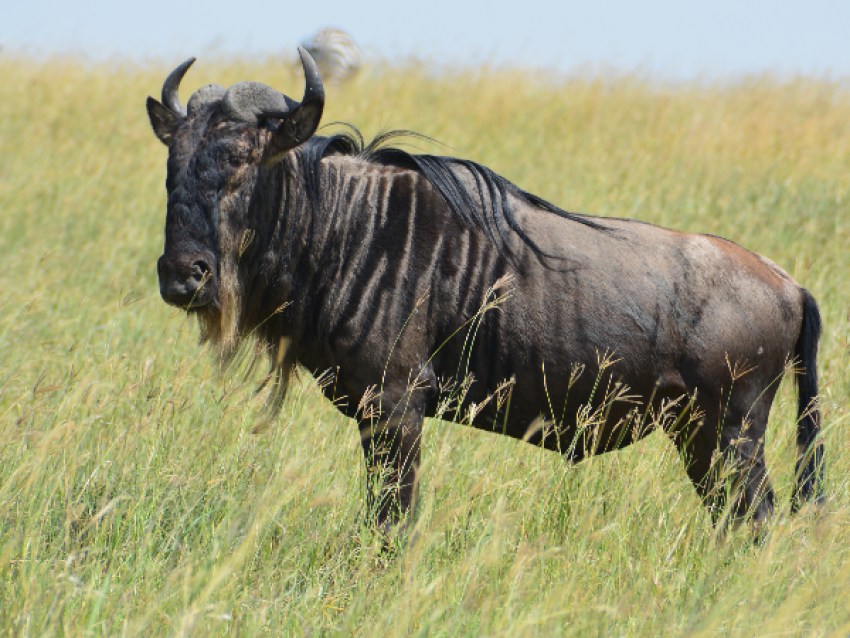 Gnous à Ndutu