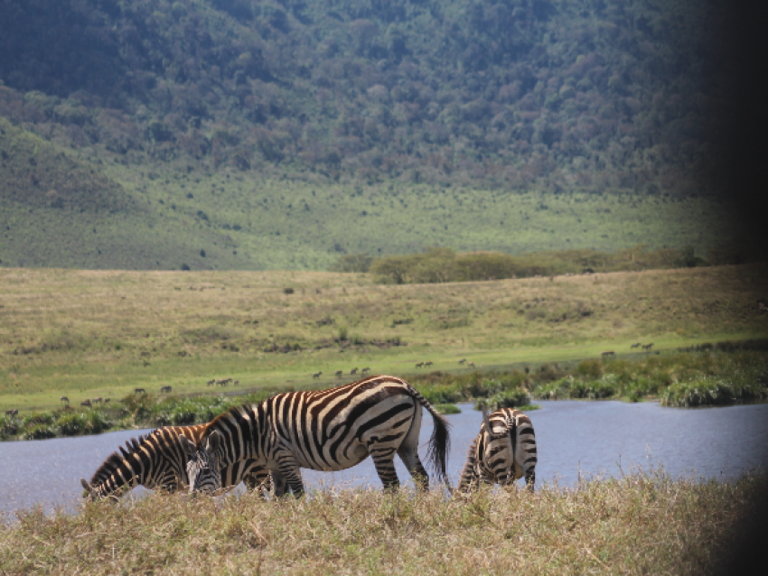 Zèbre du Ngorongoro