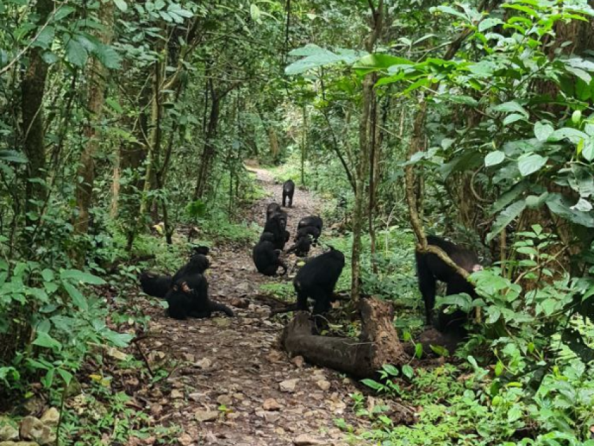 Randonnée des chimpanzés