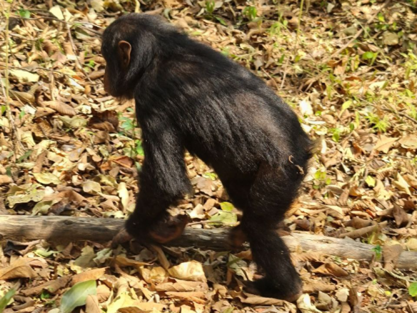 Bébé chimpanzé