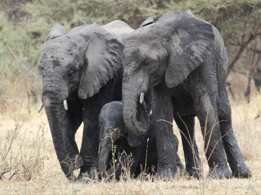 Éléphants