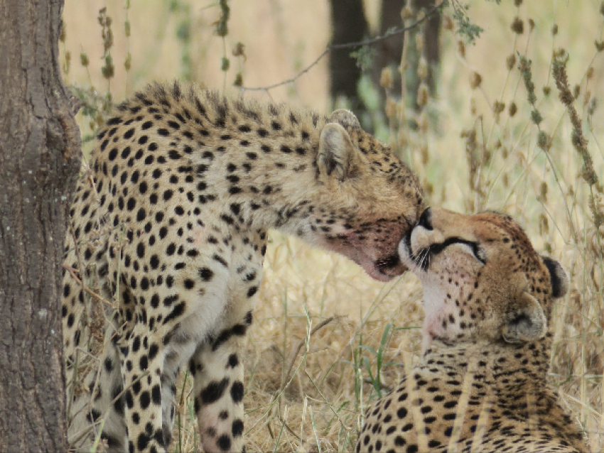 Guépard