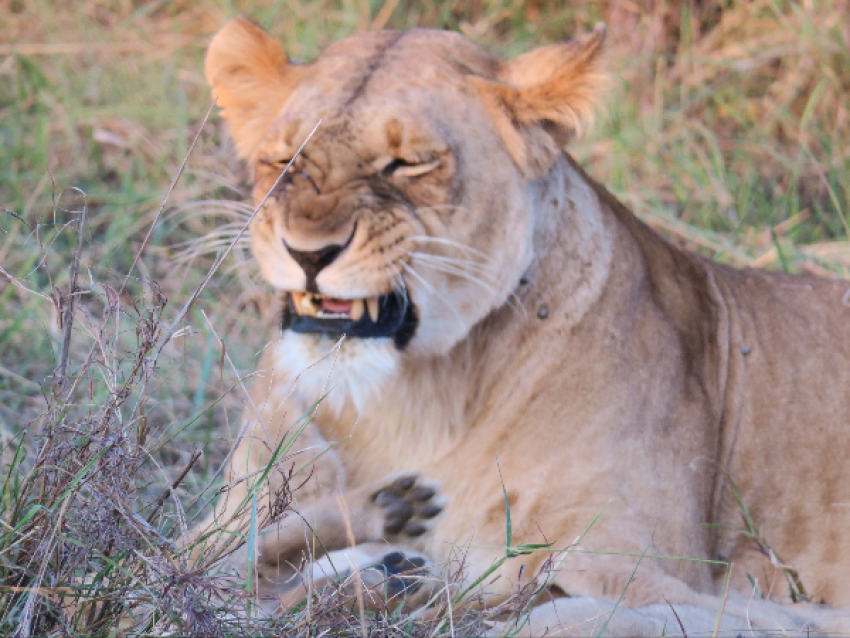 Lion