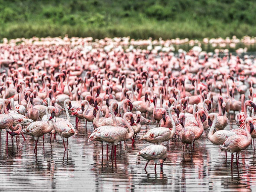 Flamants roses