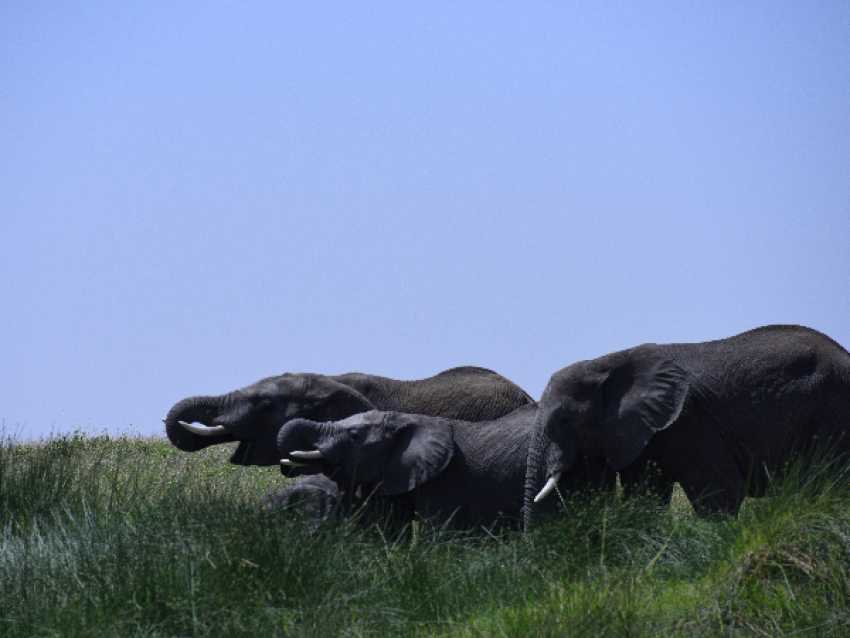 Éléphants géants