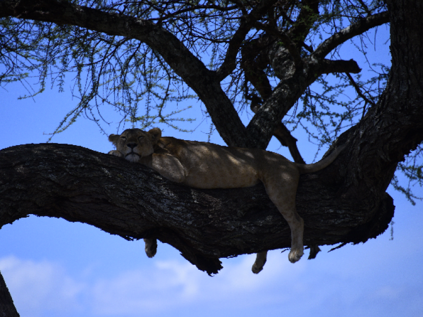 Lions grimpeurs d'arbres