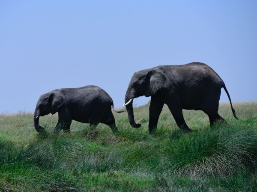 La marche des éléphants