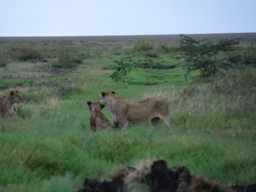 reine lion dans une plaine sans fin