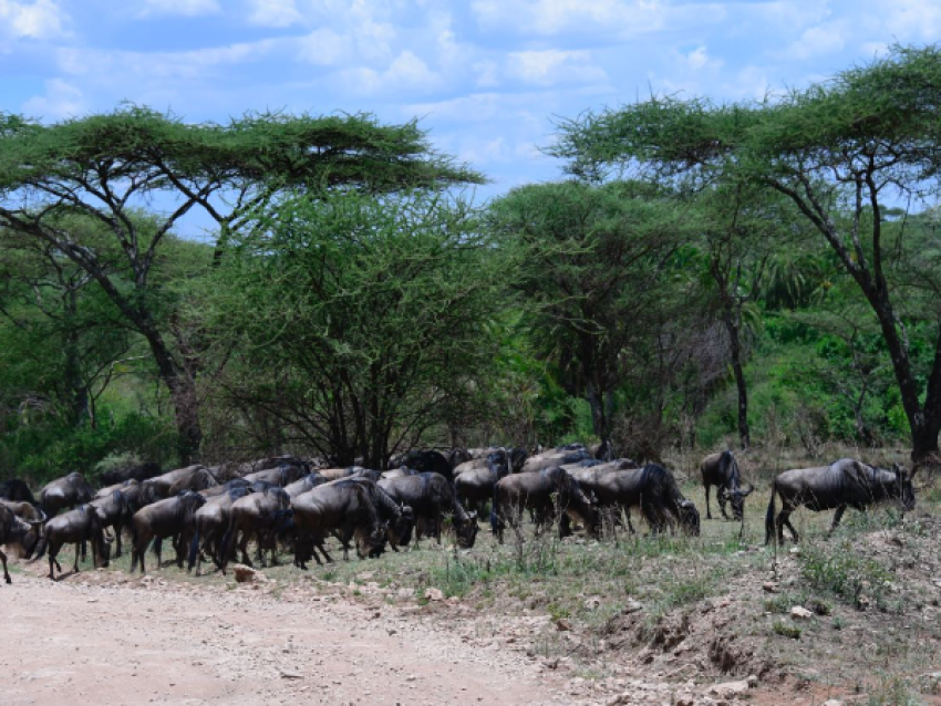Migration des gnous