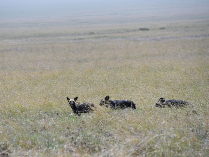 Chiens sauvages d'Afrique