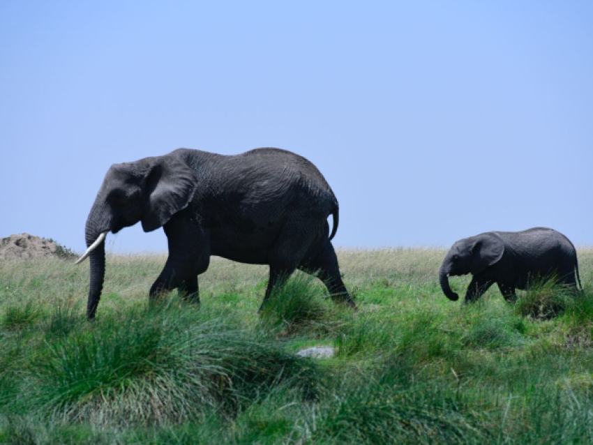 Éléphants