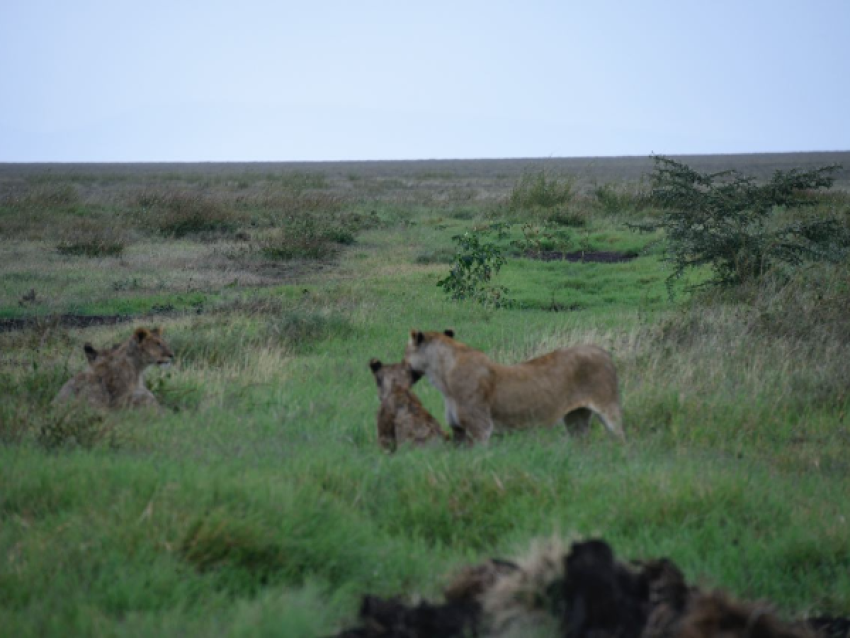 reine lion