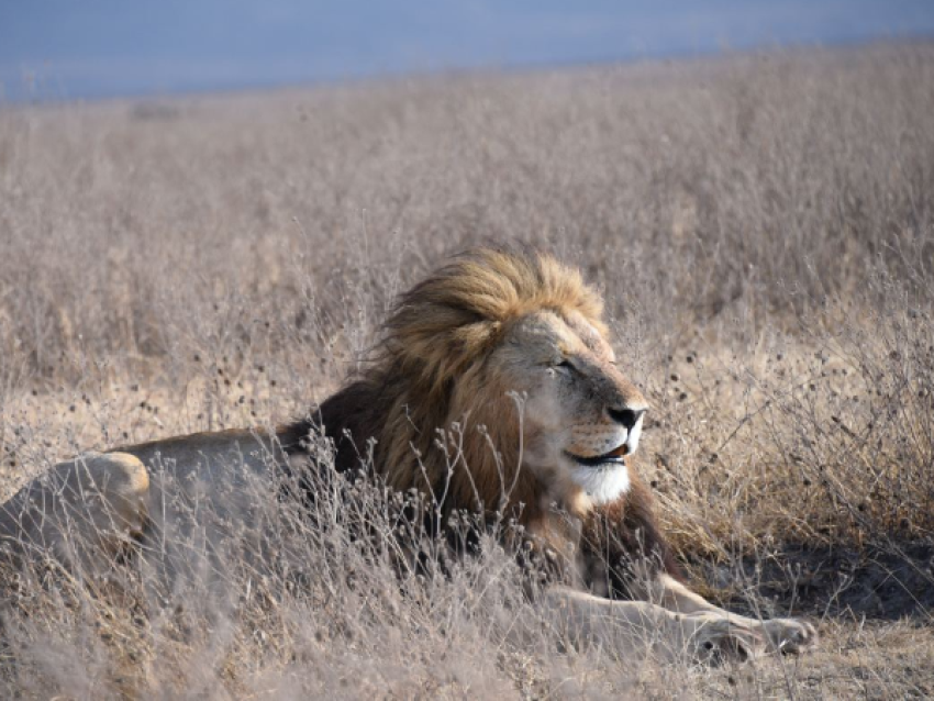 Roi Lion