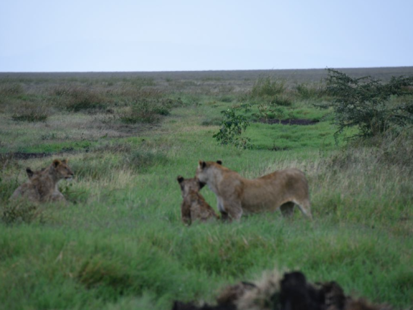 Lions