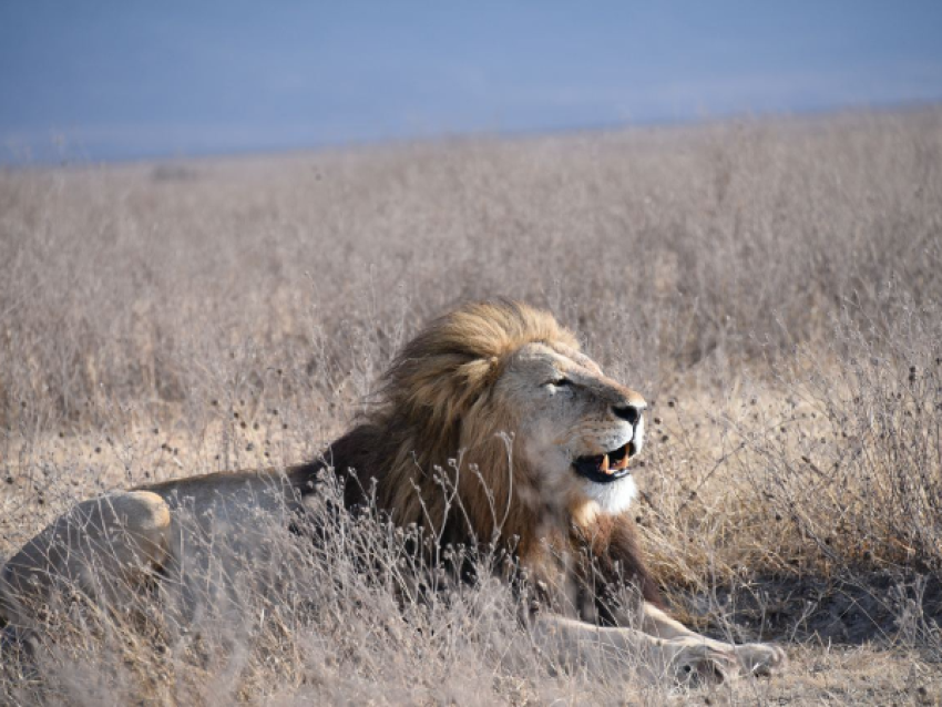 Roi lion
