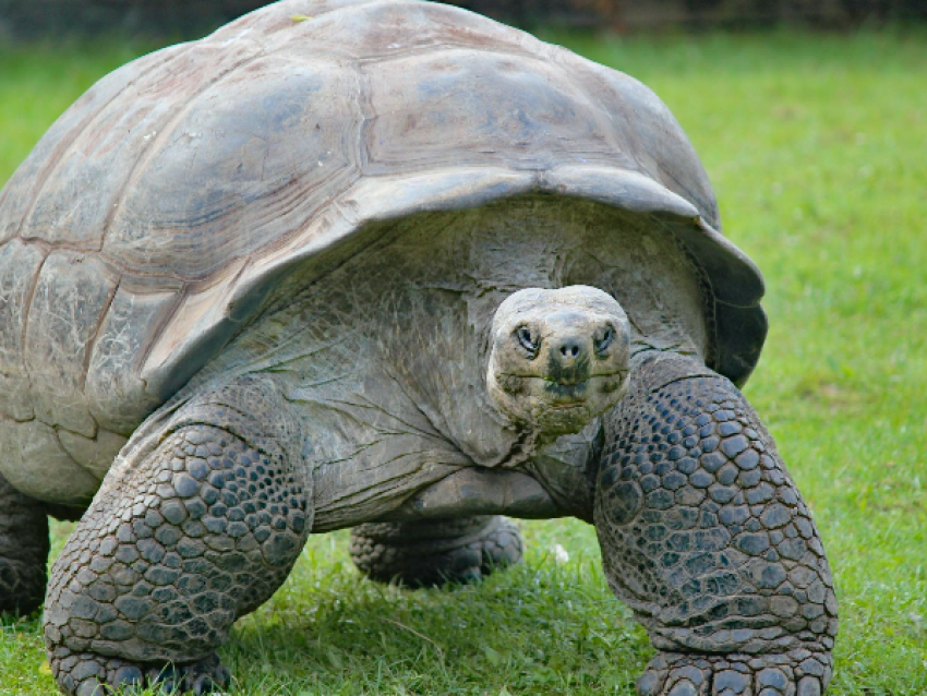 Giant Tortoise