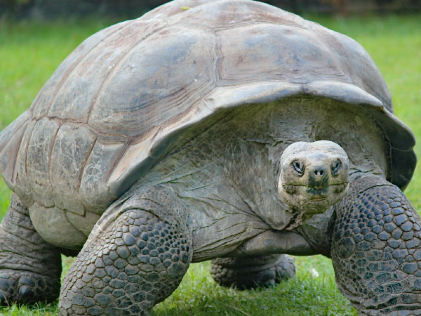 Tortue