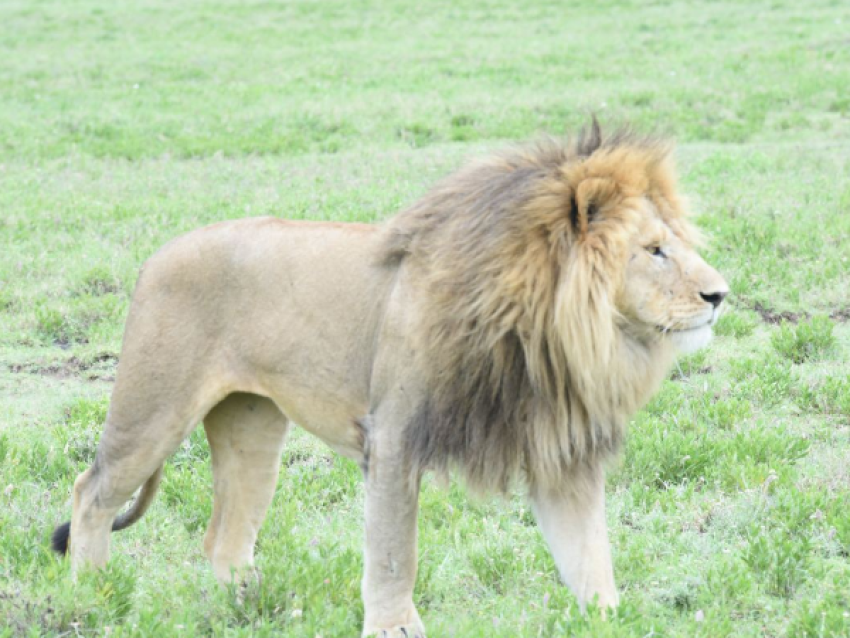 Roi lion