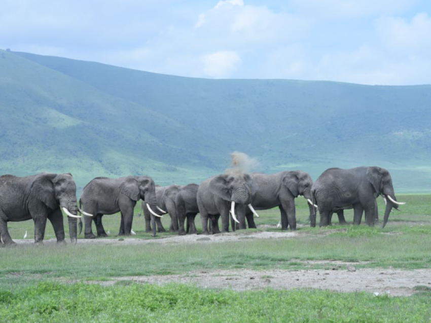 Éléphants géants