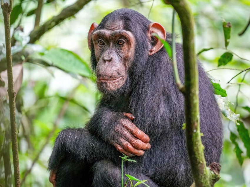 Chimpanzé