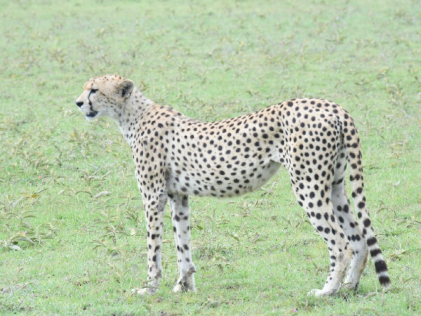Guépard