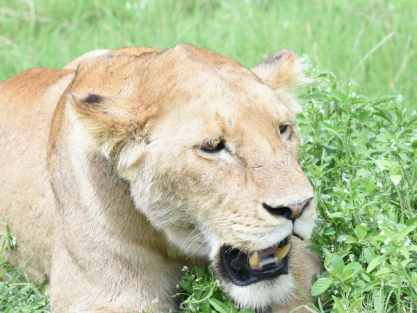 Reine lion